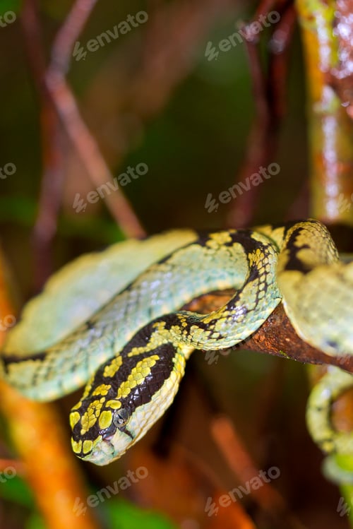 Preview: Sri Lankan Green Pit Viper,Sinharaja National Park Rain Forest, Sri Lanka