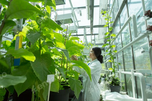Preview: Female scientist testing plant sample in greenhouse lab