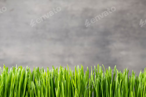 Preview: Grass.
