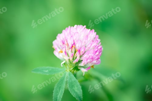 Preview: Close-up of a pink clover flower.
