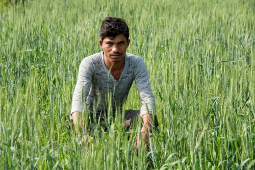 Preview: Indian Farmer in his agriculture field.