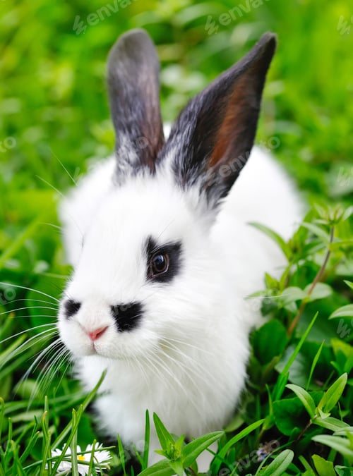 Preview: Baby white rabbit on grass