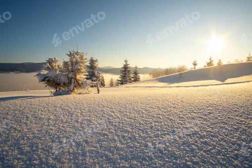 Preview: Amazing winter landscape with pine trees of snow covered forest in cold mountains at sunrise
