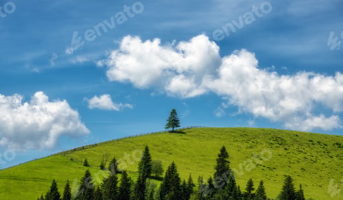 Preview: Alone pine tree on the green hill and blue sky with clouds