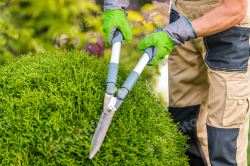 Preview: Gardener Pruning a Lush Green Shrub in a Sunny Outdoor Setting on a Lovely Day