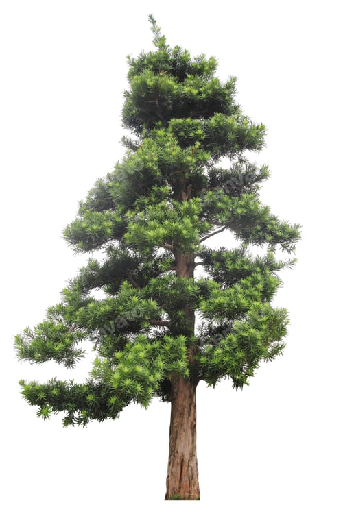 Preview: podocarpus isolated on white