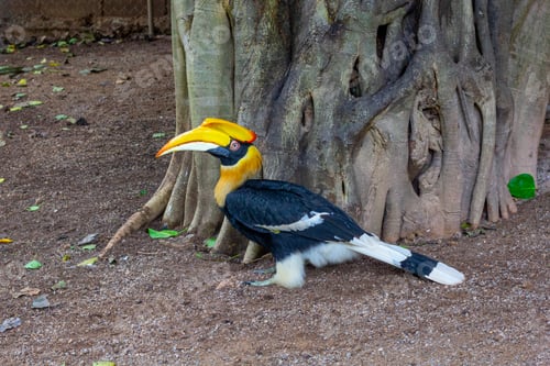 Preview: Hornbill close-up shot, in the zoo, the eyes of the hornbill