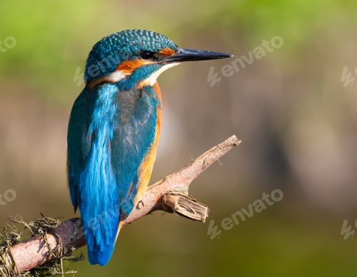 Preview: Common kingfisher, Alcedo atthis.The bird sitting on a branch above the water while waiting for fish