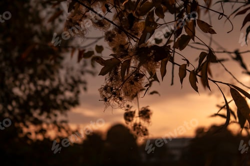 Preview: Autumn background