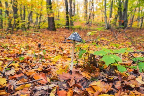 Preview: Coprinopsis picacea in autumn forest