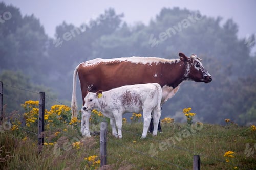 Preview: mother cow with calf of pasture