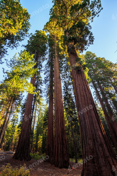 Preview: Forest Of Sequoias In The Mariposa Grove At Yosemite National Park In California
