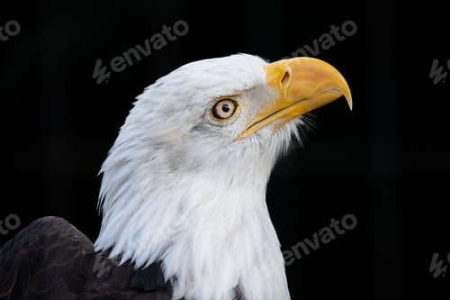 Preview: Bald Eagle strike a pose