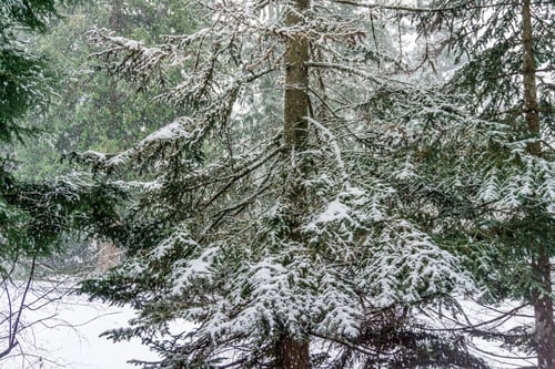 Preview: A Thick Snow Is Falling Onto Evergreen Trees In The Pacific Northwest.