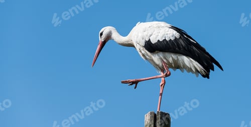 Preview: stork standing on wooden pole