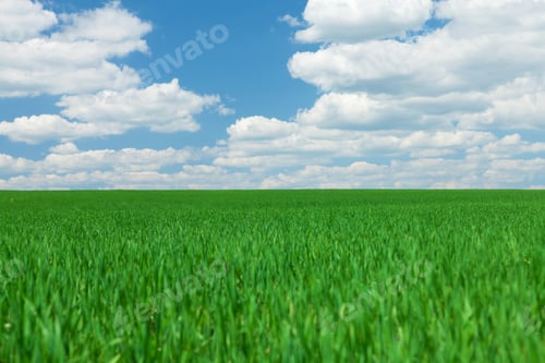 Preview: Green grass field and blue sky with clouds
