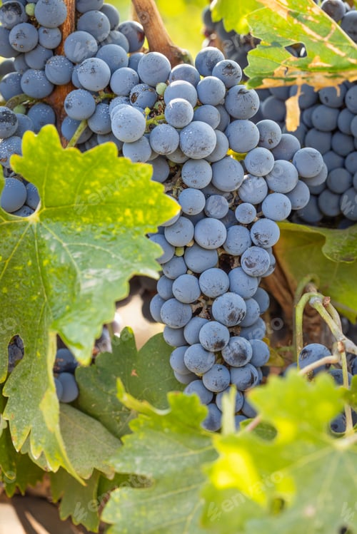Preview: Beautiful Lush Wine Grape Bushels In The Vineyard