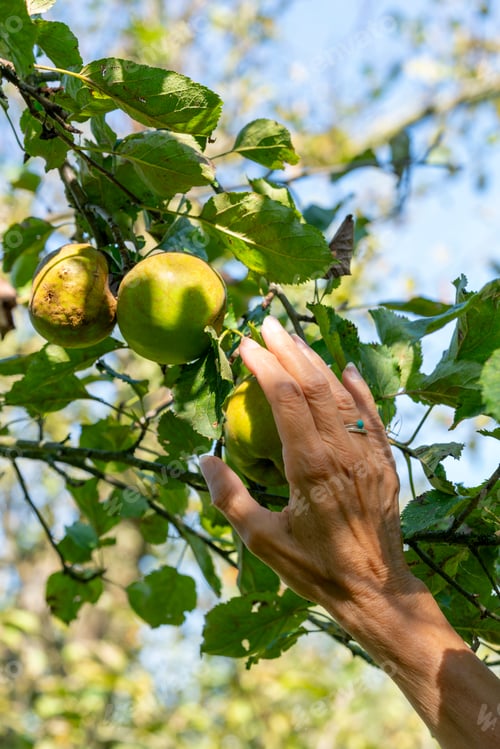 Preview: Reaching out for a ripe apple in a sunlit orchard