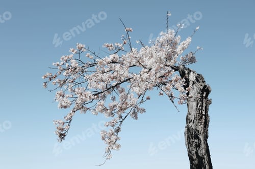 Preview: Beautiful cherry blossom tree with pink flowers against a clear blue sky.