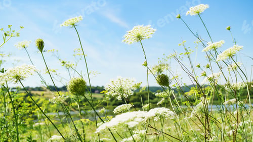 Preview: White summer flowers. Blue sky, sunny day.
