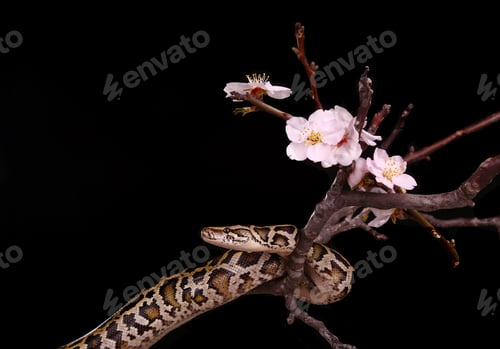 Preview: butter ball royal python moorish viper boa snake on a branch with flowers on dark background