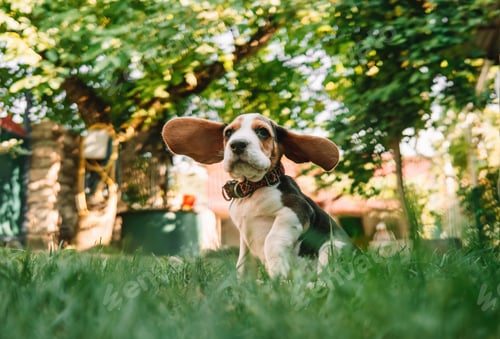 Preview: Beagle puppy on green grass in park. Cute lovely dog, pet, new member of family.
