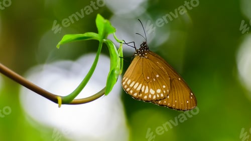 Preview: Butterfly in the nature close up shot, green bokeh background.