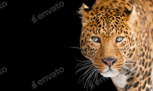 Preview: Portrait of a leopard with blue eyes, isolated on black background