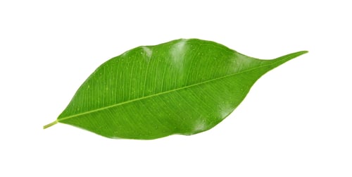 Preview: green leaf on a white