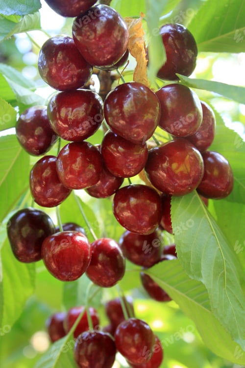 Preview: Cherries hanging on a cherry tree branch