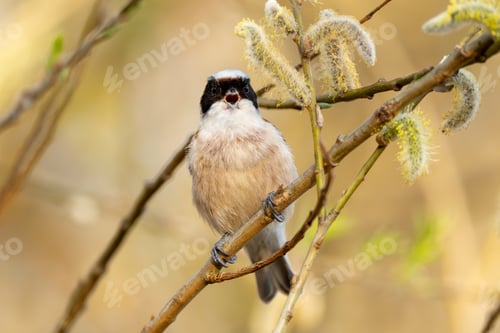 Preview: Eurasian Penduline Tit Bird