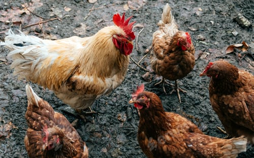 Preview: Hen and rooster in muddy yard on s farm