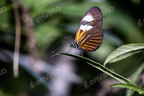 Preview: Closeup of a tithorea butterfly on leaves in a field with a blurry background