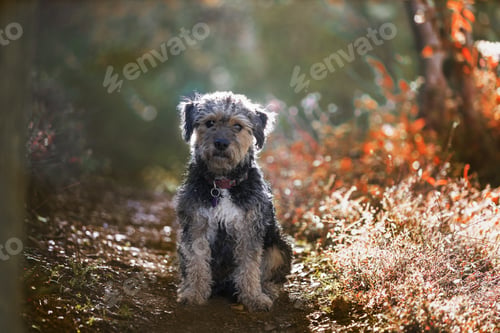 Preview: Cute Yokipoo standing in an autumnal park