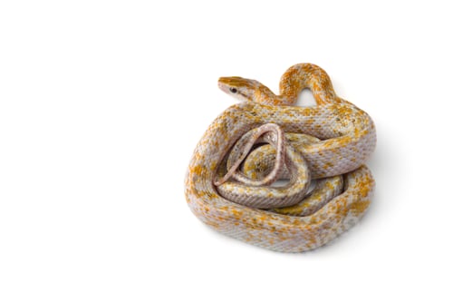 Preview: Beauty rat Snake isolated on white background
