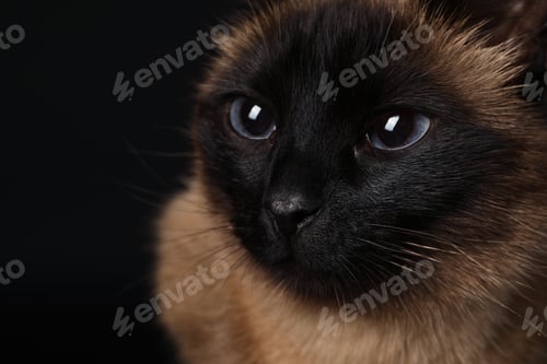 Preview: Thai cat with beautiful eyes on black background, closeup. Space for text