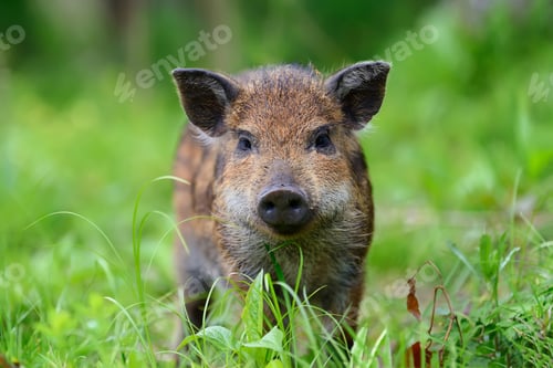 Preview: Wild boar in forest