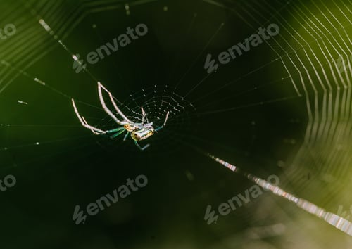 Preview: Close-up macro shot of an Orb weaver spider on a web
