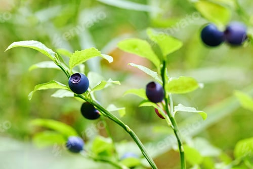 Preview: Fresh Blueberries on Branches in a natural setting