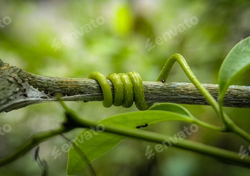 Preview: A plant twisting and winding it s branch to reach the sunlight