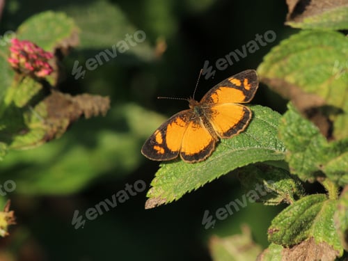 Preview: Little Orange Butterfly