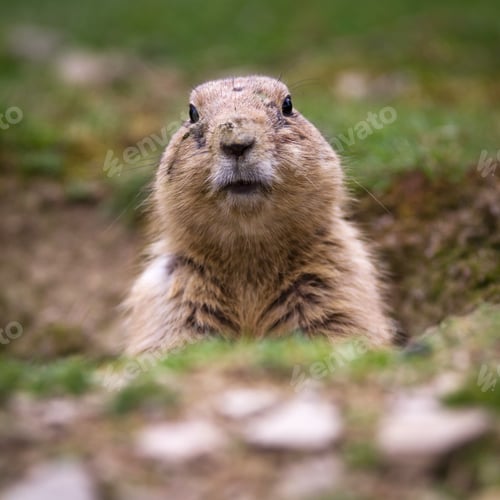 Preview: black tailed prairie dog (Cynomys ludovicianus)