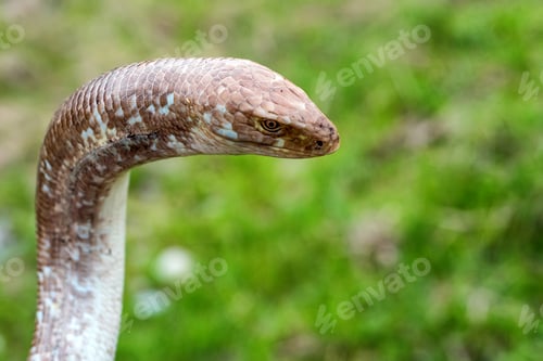 Preview: Sheltopusik legless lizard or Pseudopus apodus