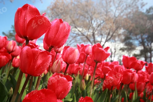 Preview: Tulip Garden