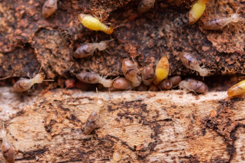Preview: Termites eating wood. Insect pest control background