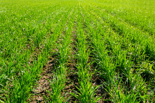 Preview: spring green field