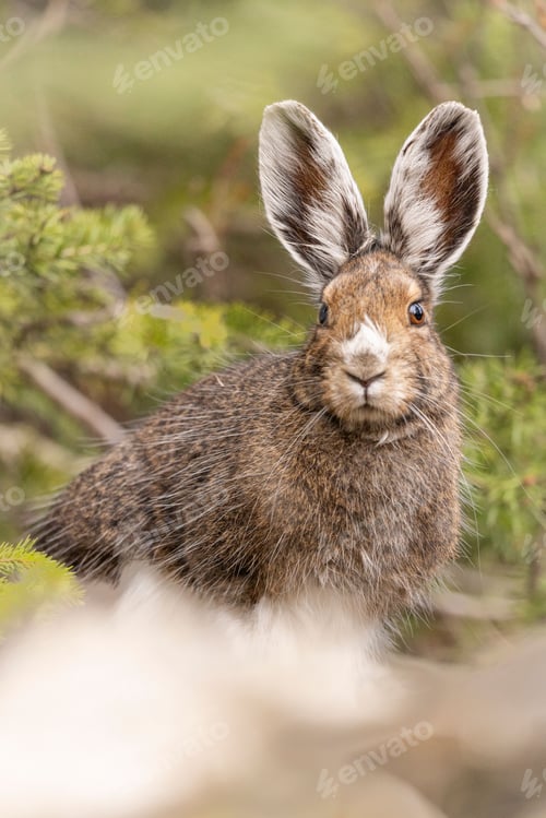 Preview: Close-up of a Snowshoe Hare in its natural habitat with greenery in the background