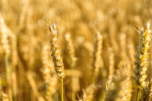 Preview: Wheat spikes on golden field