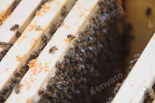 Preview: Close up view of the opened hive body showing the frames populated by honey bees