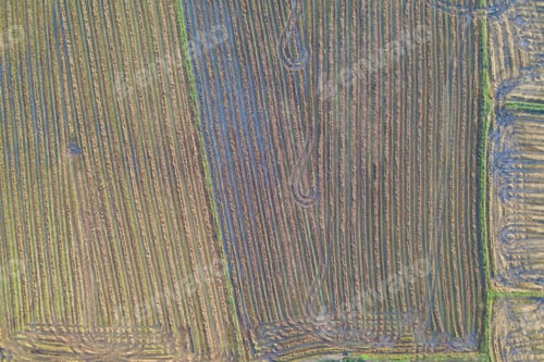 Preview: Fresh paddy rice, green agricultural field in countryside or rural area in Asia. Nature landscape.